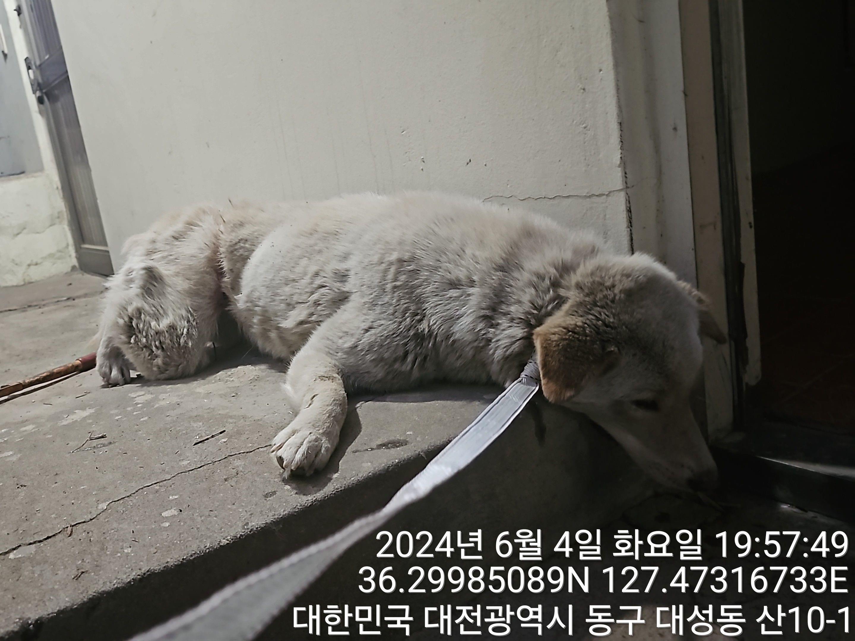 보호중 믹스견의 가…